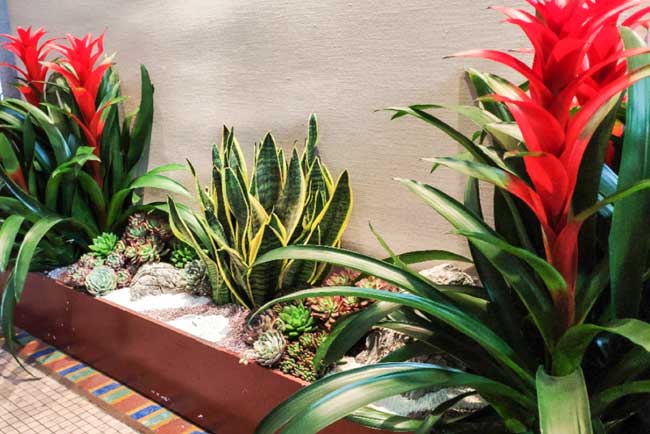 ��ɽ��������ֲЧ����Ŀ