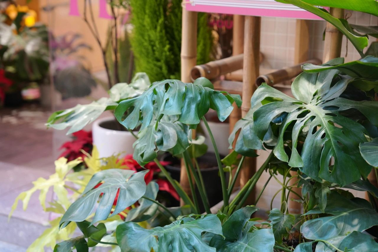 long8-��8(����)Ψһ�ٷ���վ